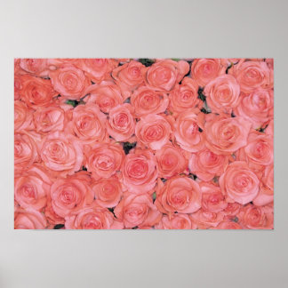 Pretty Pink Roses Posters and Prints