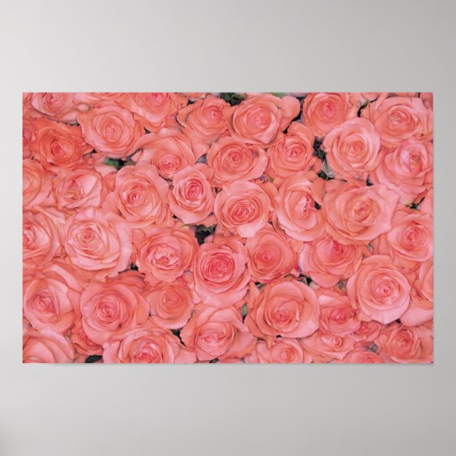Pretty Pink Roses Posters and Prints (Front)