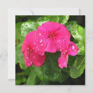 Pretty Pink Spring Flowers Macro Photography 
