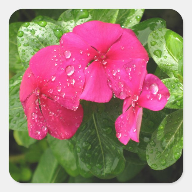 Pretty Pink Spring Flowers Macro Photography Square Sticker (Front)