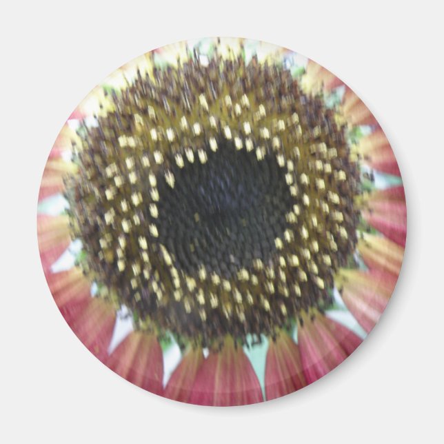 Pretty Pink Sunflower Magnet (Front)