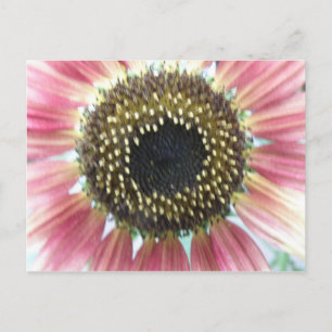 Pretty Pink Sunflower Postcard