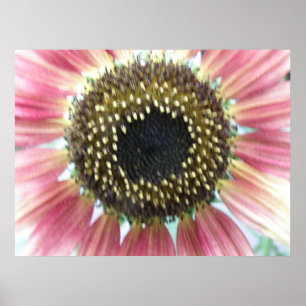 Pretty Pink Sunflower Print