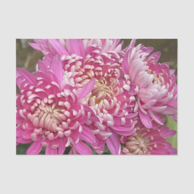 Pretty Pink Tissue Paper (Front)