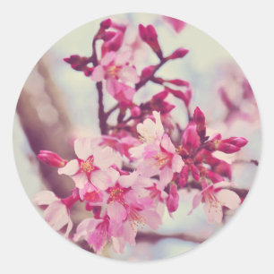Pretty Pink Tree Blossom Photo Classic Round Sticker