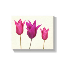 Pretty pink tulips simple floral stylish classy