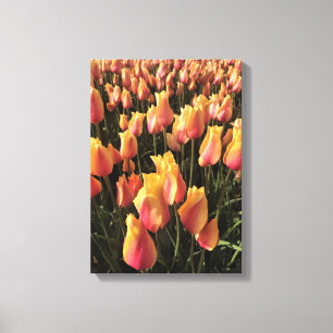Pretty Pink & Yellow Tulips Canvas Print