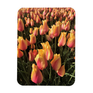Pretty Pink & Yellow Tulips Magnet