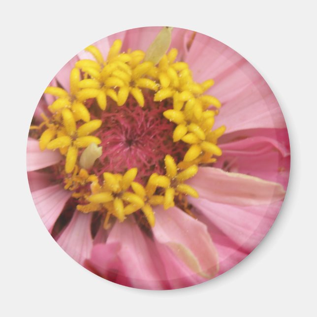 Pretty Pink Zinnia Magnet (Front)