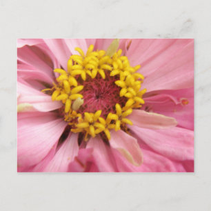Pretty Pink Zinnia Postcard