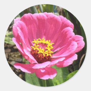 Pretty Pink Zinnia Stickers
