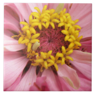 Pretty Pink Zinnia Tile