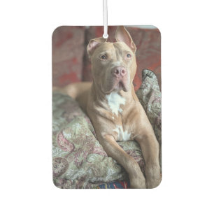 Pretty Pit Bull Car Air Freshener