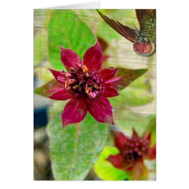 Pretty Plant 2 (Front)