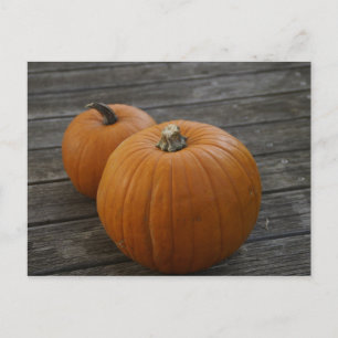 Pretty Plump Pumpkins Postcard