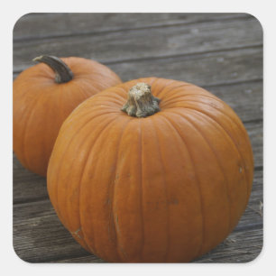Pretty Plump Pumpkins Square Sticker