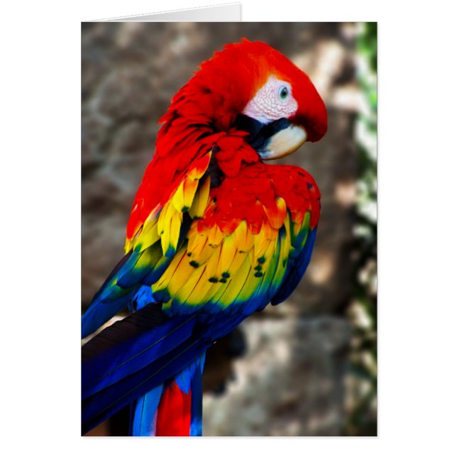 Pretty Polly Parrot (Front)