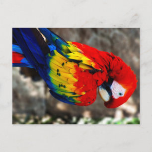 Pretty Polly Parrot Postcard