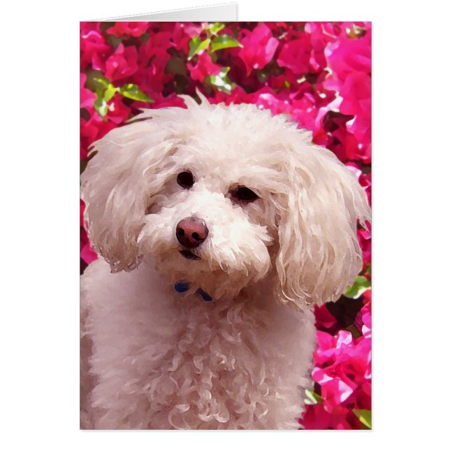 Pretty Poodle (Front)