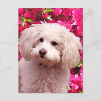 Pretty Poodle Postcard