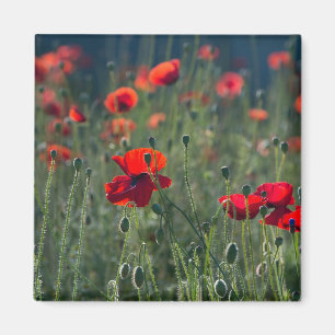 Pretty Poppies in Wild Meadow Photo Magnet
