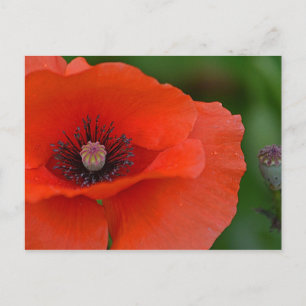 Pretty Poppy Postcard