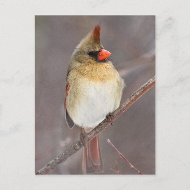 Pretty Pose Postcard (Front)