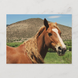 Pretty Postcard