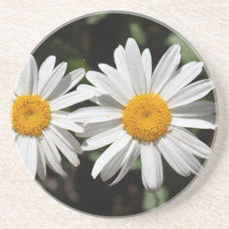 Pretty pure white daisy flowers coaster