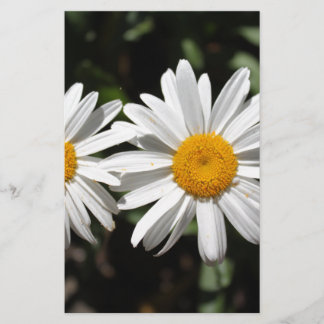 Pretty pure white daisy flowers stationery