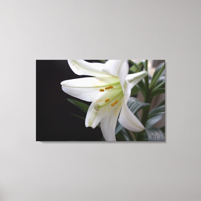 Pretty, pure white Easter lily flower in black Canvas Print (Front)