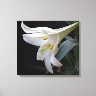 Pretty, pure white Easter lily flower in black Canvas Print