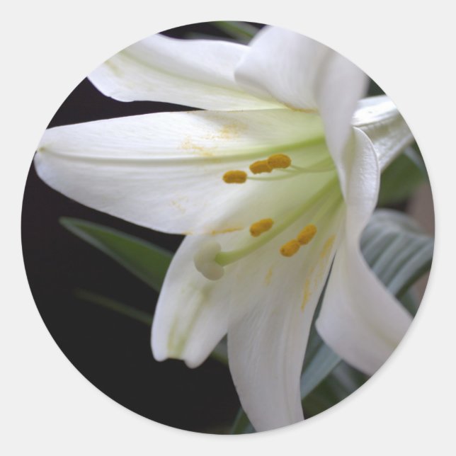 Pretty, pure white Easter lily flower in black Classic Round Sticker (Front)