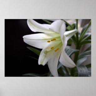 Pretty, pure white Easter lily flower in black Poster