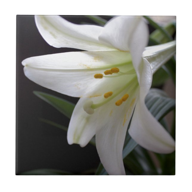 Pretty, pure white Easter lily flower in black Tile (Front)