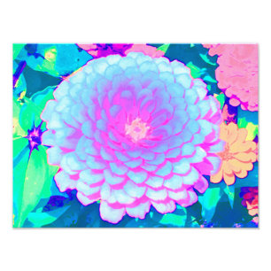 Pretty Purple and Pink Zinnia in the Summer Garden Photo Print