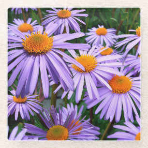 Pretty Purple Asters Glass Coaster