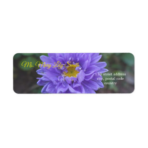 pretty purple daisy flowers