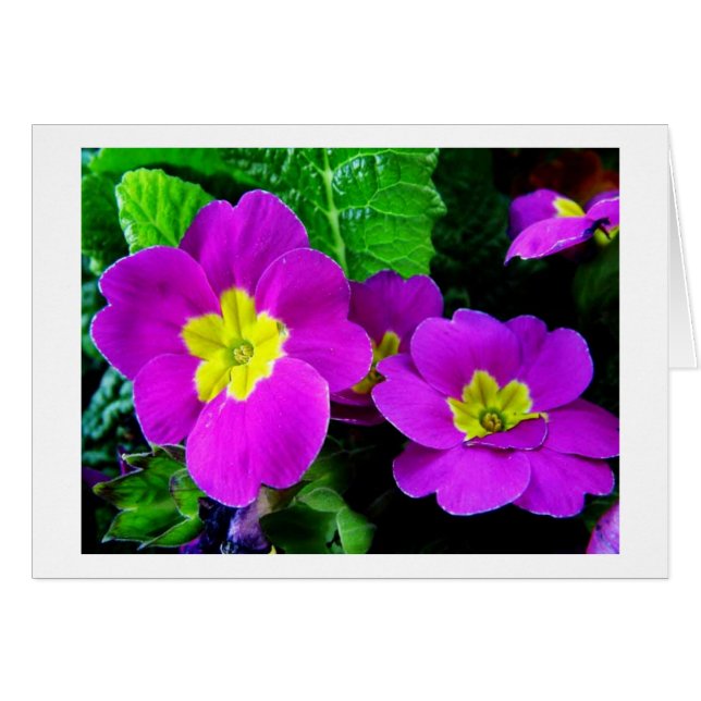 pretty purple flowers (Front Horizontal)