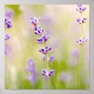pretty purple flowers nature natual soothing poster