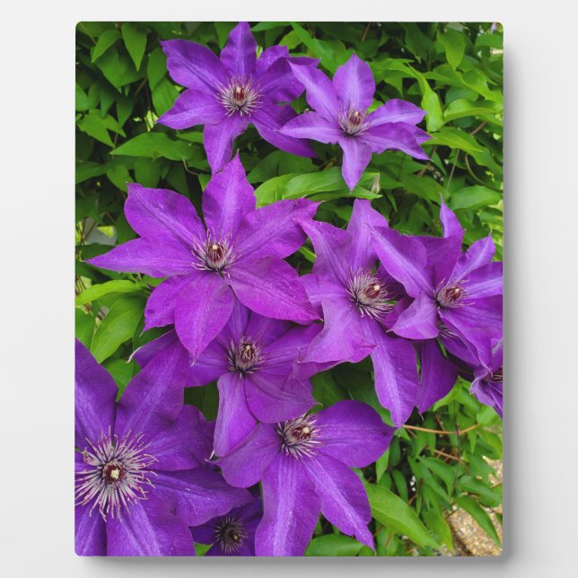 Pretty Purple Flowers  Plaque (Front)