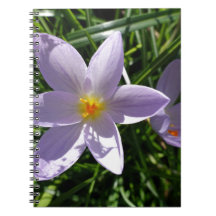 Pretty purple garden flower. 美丽的紫色花