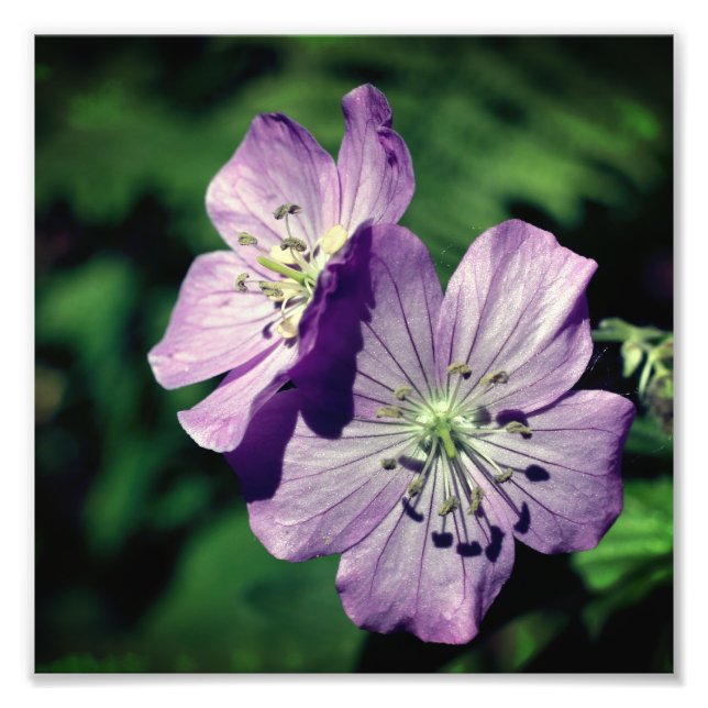 Pretty Purple Geranium Flower Pair Close Up 8x8 Photo Print (Front)