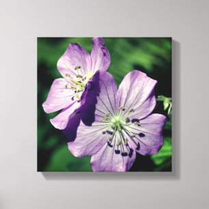 Pretty Purple Geranium Flower Pair Close Up Canvas Print