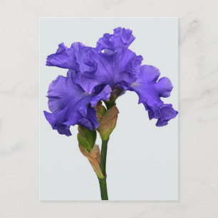 Pretty Purple Iris Floral Photo Postcard