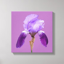 Pretty purple iris modern floral simple fine art