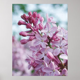 Pretty Purple Lilacs Poster