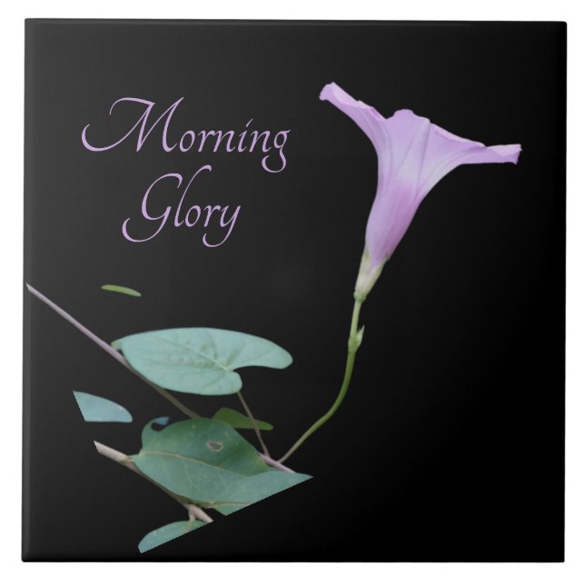 Pretty purple morning glory on black  tile (Front)