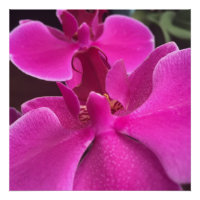pretty purple orchid photo