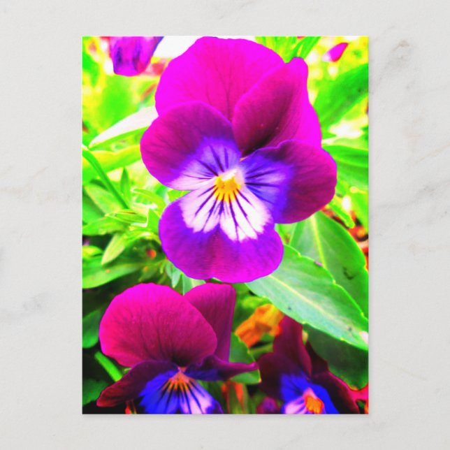 Pretty Purple Pansies Violets Garden Flowers Postcard (Front)